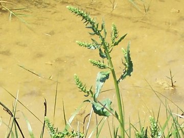 Beta vulgaris / Bietola
